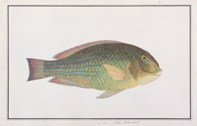 Tuskfish, from Drawings of Fishes from Malacca, c.1805-18 by Chinese School
